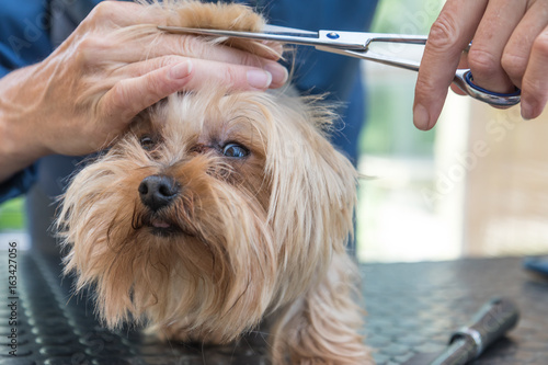 Closeup front view of grooming the head of Yorkshire terrier. Dog is looking at the camera.