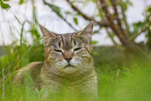Fototapeta Naklejka Na Ścianę i Meble -  Cat