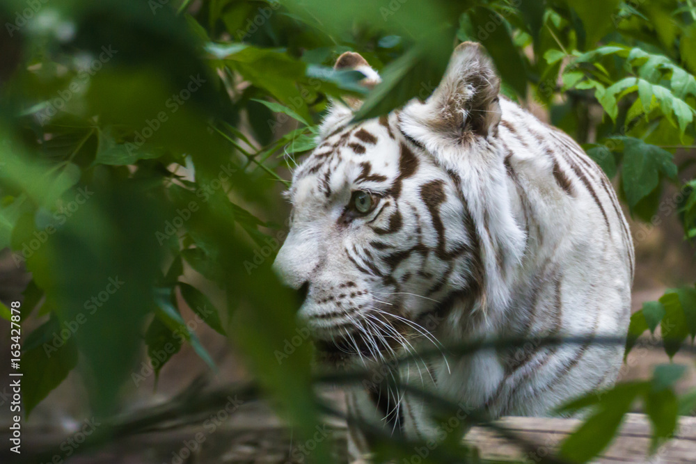 White tiger — Bengal tiger species with a congenital mutation. The mutation leads to a fully white color of the tiger with black and brown stripes on white fur and blue eyes. White tiger — Bengal tiger species with a congenital mutation. The mutation leads to a fully white color of the tiger with black and brown stripes on white fur and blue eyes.