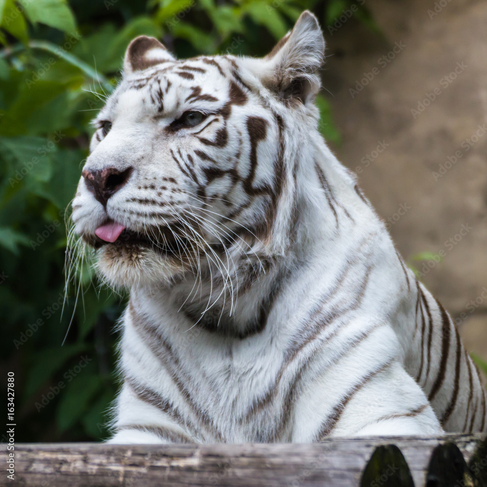 White tiger — Bengal tiger species with a congenital mutation. The mutation  leads to a fully white