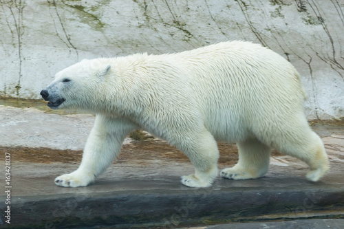 Polar bear