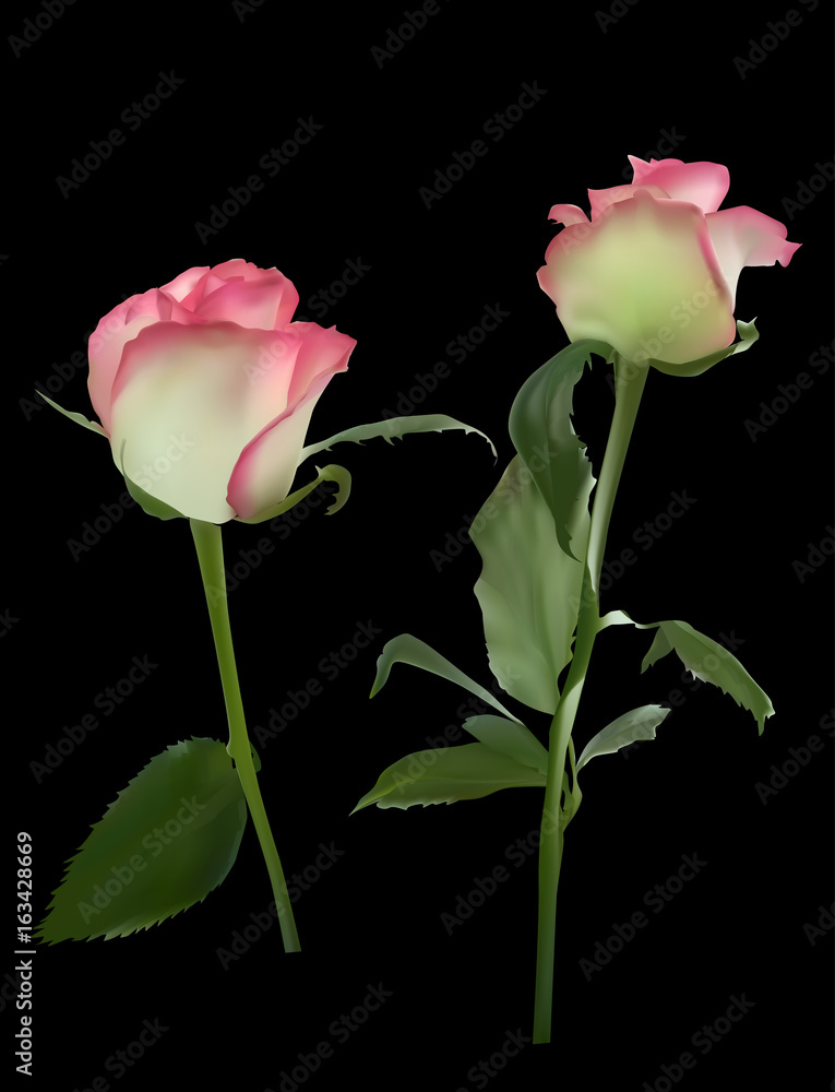 two rose flowers with pink edge isolated on black two rose flowers with pink edge isolated on black