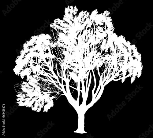 white tree with lush crown