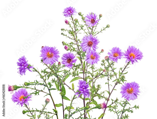 isolated group of violet color garden flowers