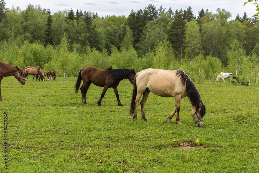 Buckskin horse with black mane , and  Bay horses grazing in the meadow .A warm summer day in a large pasture near the forest.