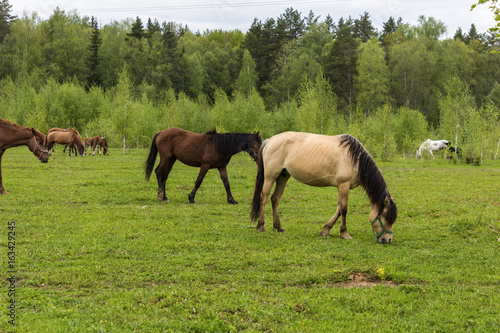 Buckskin horse with black mane   and  Bay horses grazing in the meadow .A warm summer day in a large pasture near the forest.