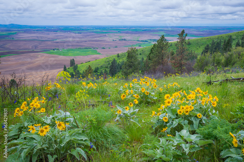 Wildflowers along a beautiful Pine Ridge Trail, Kamiak Butte State Park, Whitman County, Washington, USA photo