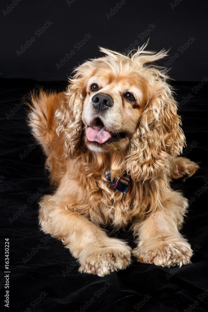 Studio portrait of an adorable American Cocker Spaniel dog with funny hair-style  and curly ears, looking curiously. Black background Stock Photo | Adobe  Stock