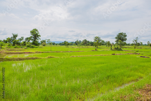 Cornfieldin ,thailand