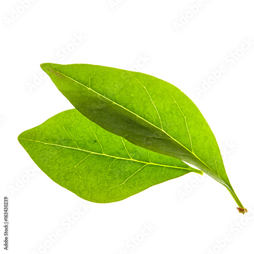 Green leafs isolated on a white background.