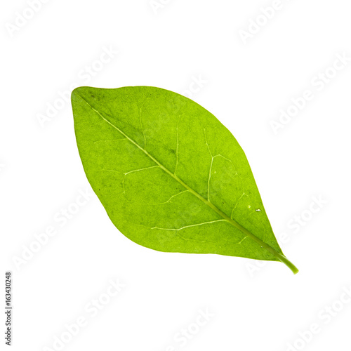 Green leaf isolated on a white background,.