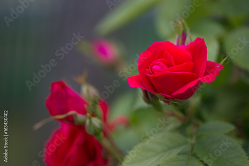 tea rose. Beautiful flower on a green background