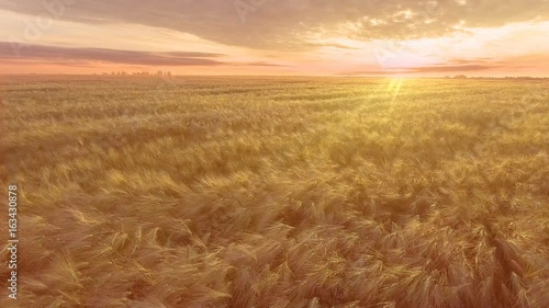 AERIAL. Flight over the wheat field in sunrise