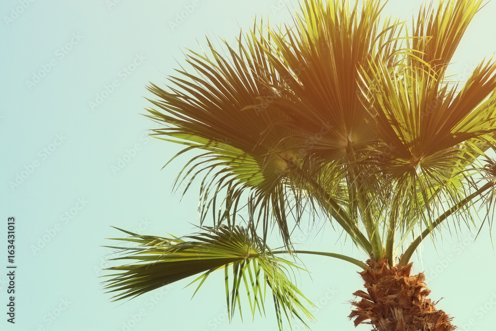 Palm trees against sky. retro style image. travel, summer, vacation and tropical beach concept Palm trees against sky. retro style image. travel, summer, vacation and tropical beach concept