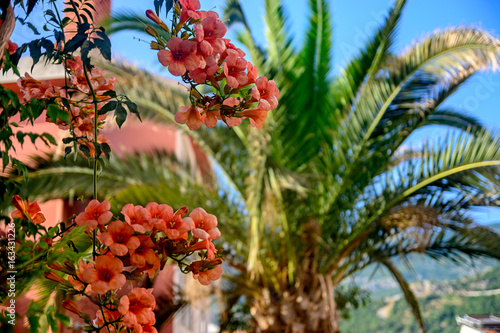 Red flowers on a background of a palm tree. photo