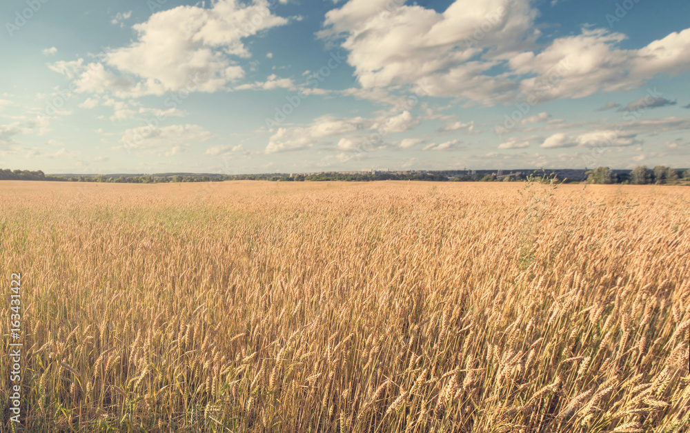 Wheat field and sky