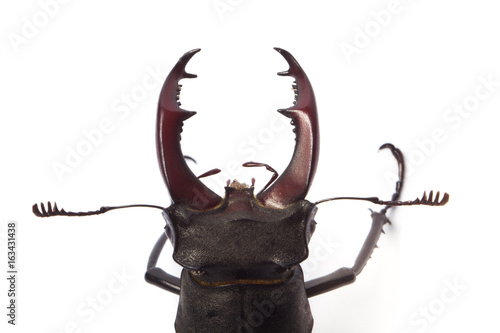 Beetle-deer male on white background