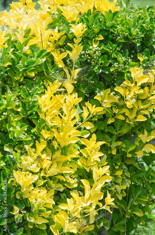 オウゴンマサキの生垣 Stock 写真 Adobe Stock