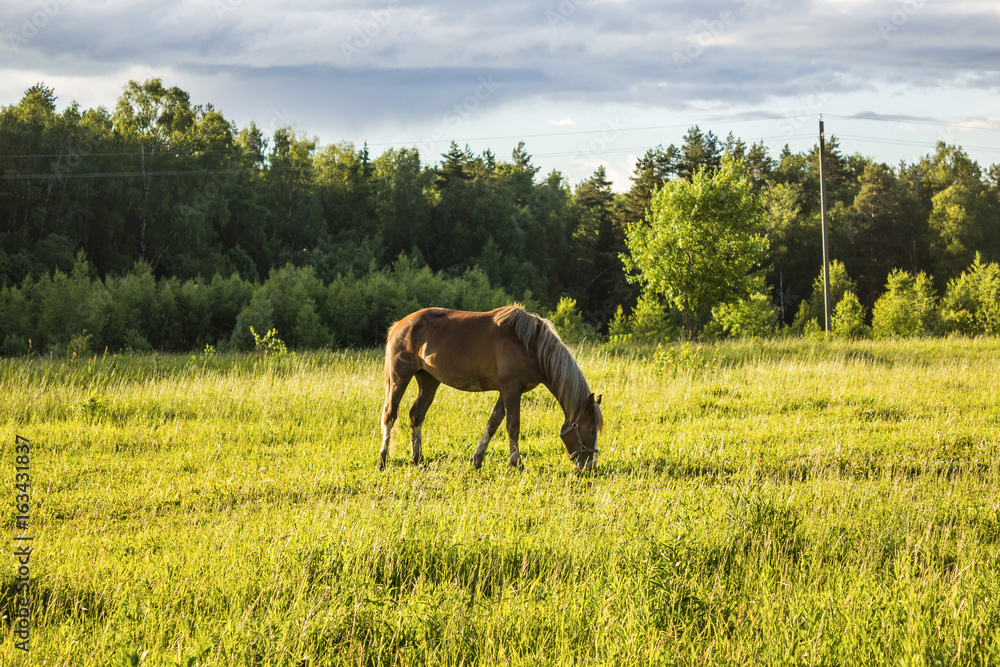 Buckskin horse with a yellow mane grazing in the meadow .A warm summer day in a large pasture near the forest. Buckskin horse with a yellow mane grazing in the meadow .A warm summer day in a large pasture near the forest.