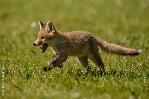 Red Fox, Vulpes vulpes, at european forest. Wildlife scene from Czech Republic. Orange fur coat animal in the nature habitat. Action scene with red fox. Beautiful fox. © photocech