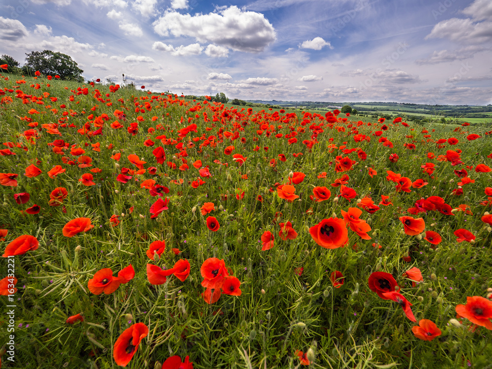 Poppy Field with Dramatic Blue Sky and White Fluffy Clouds