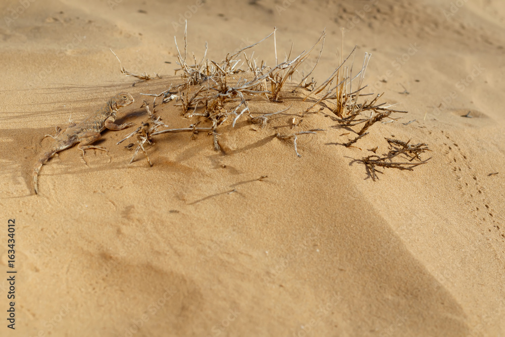 Obraz premium Lizard toadhead agama (Phrynocephalus guttatus) in the sand dunes in the evening. Selective focus.
