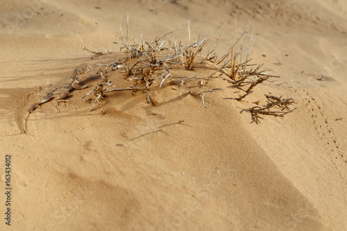 Lizard toadhead agama  Phrynocephalus guttatus  in the sand dunes in the evening. Selective focus.