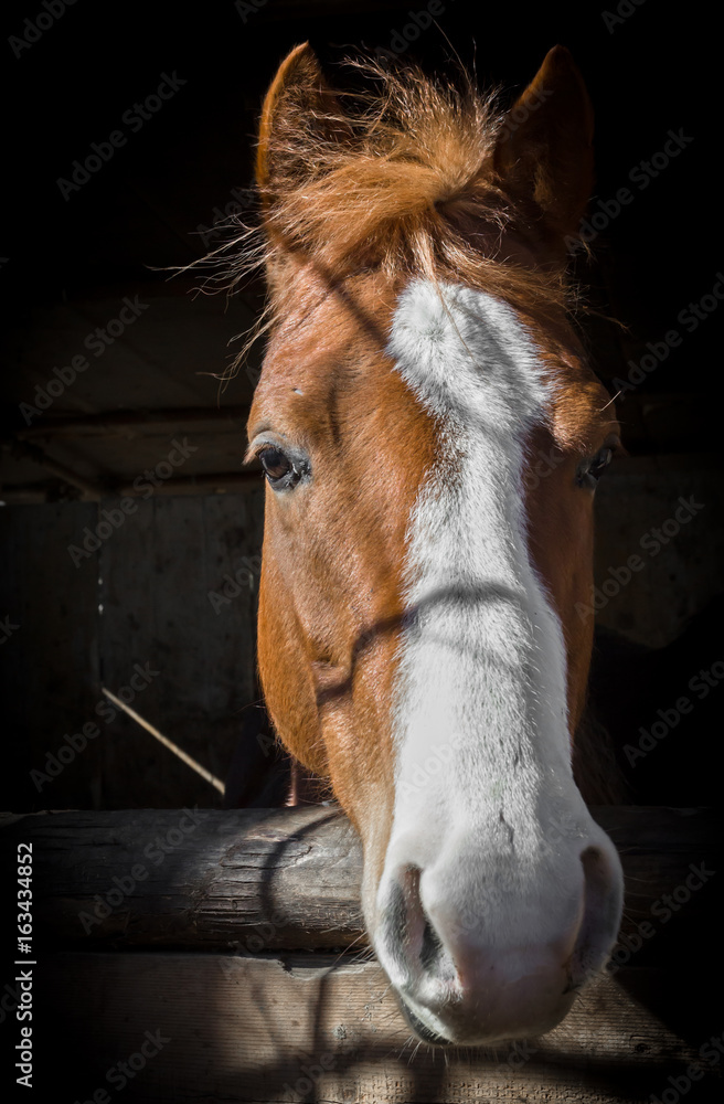 Obraz premium Horse portrait