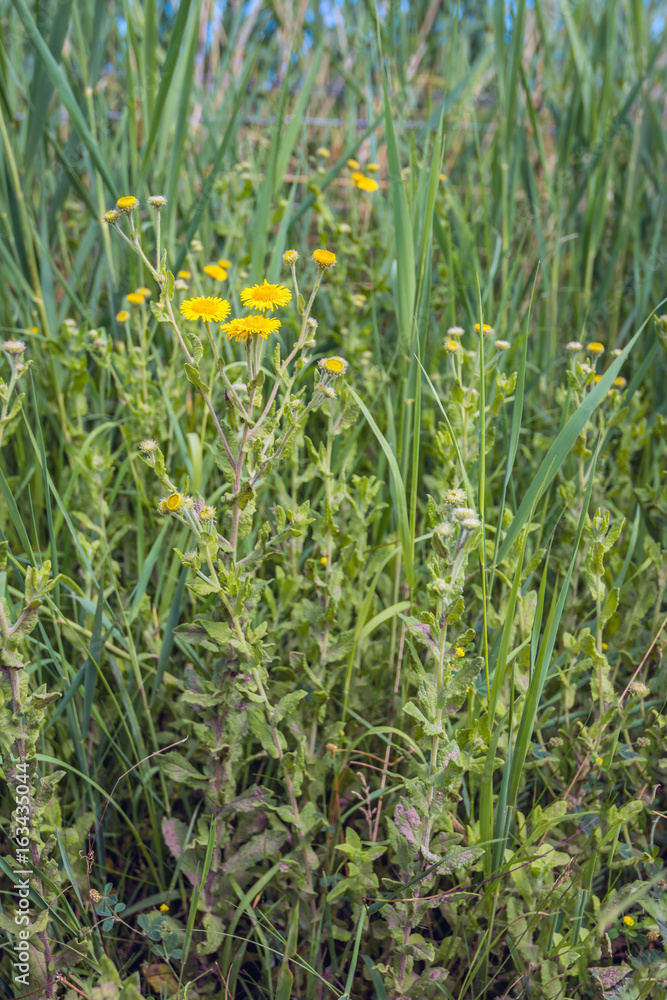 Yellow blooming common fleabane seen from aside Yellow blooming common fleabane seen from aside