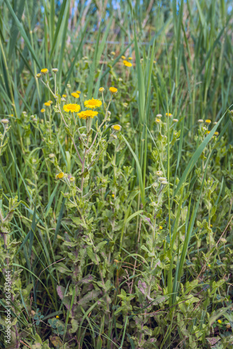 Yellow blooming common fleabane seen from aside