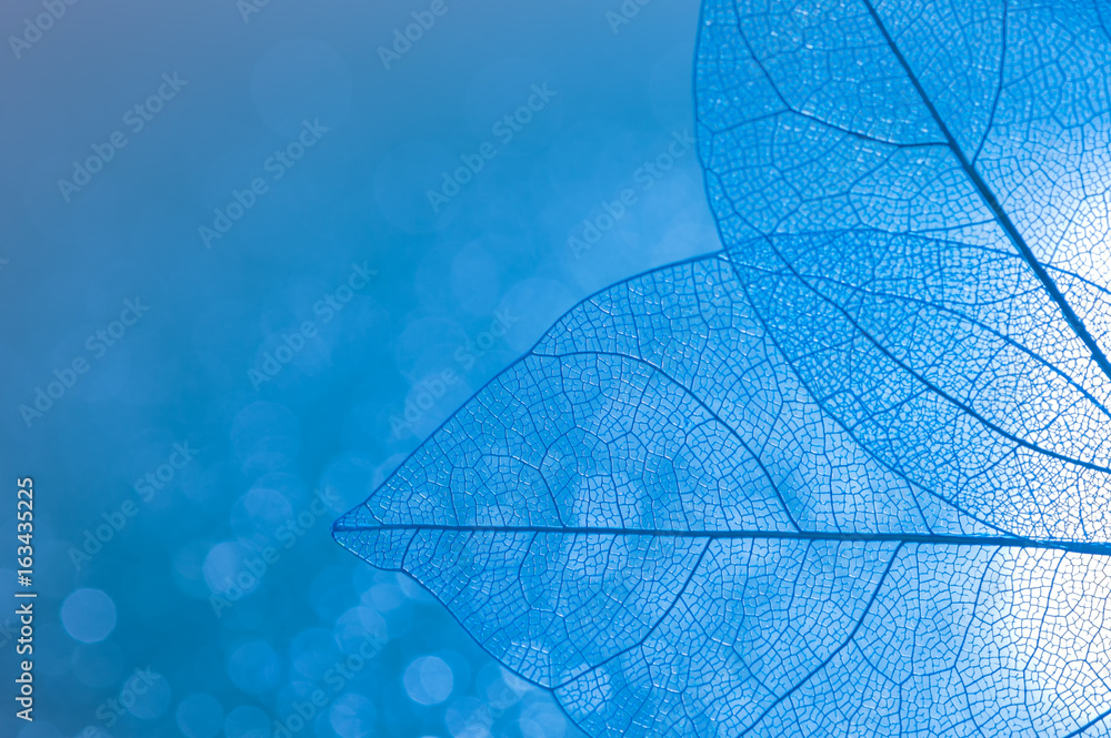 Transparent skeleton leaves closeup of blue color with Boke. Beautiful artistic image. Skeletal leaves. Selective focus. Transparent skeleton leaves closeup of blue color with Boke. Beautiful artistic image. Skeletal leaves. Selective focus.