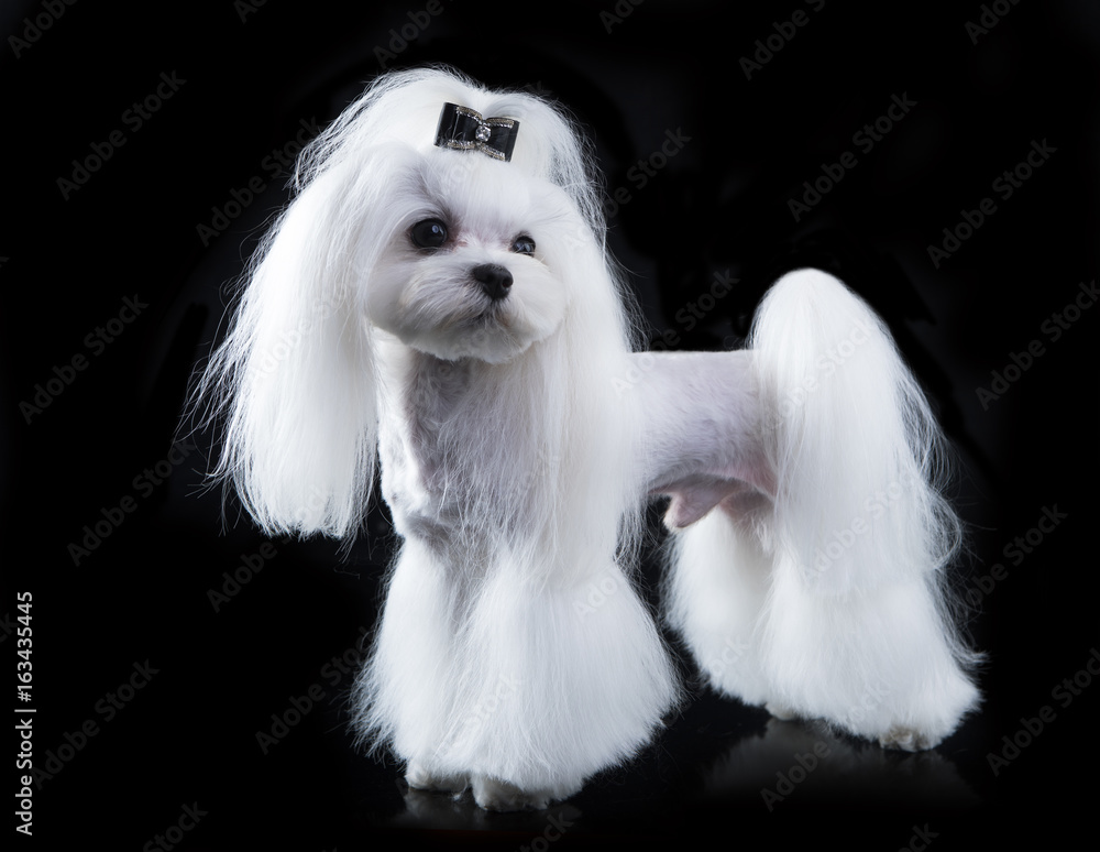 Groomed sales maltese pictures