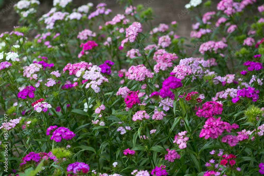 Flowerbed of lilac garden flowers. Natural background