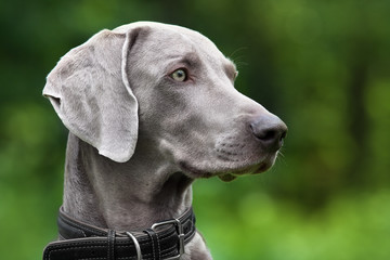 weimaraner dog