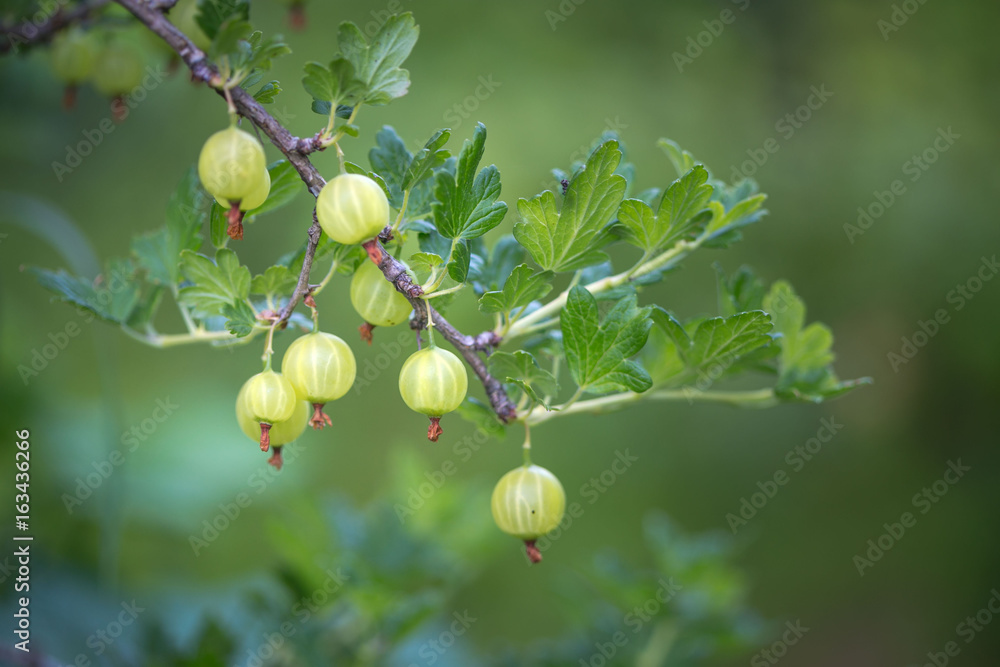 Fototapeta premium Fruits berries green immature gooseberries. Natural background