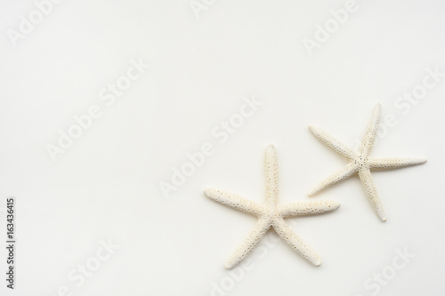 starfish isolated on white background