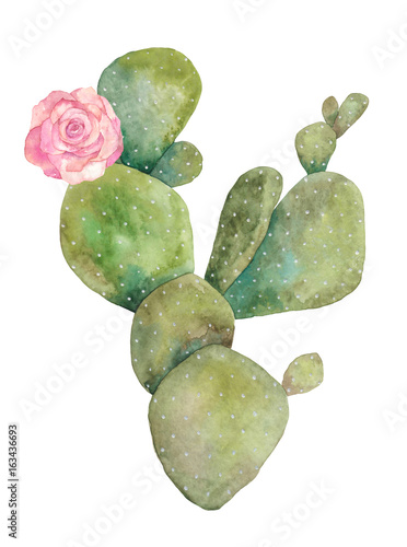 Watercolor cactus isolated on white background. Hand drawn illustration photo