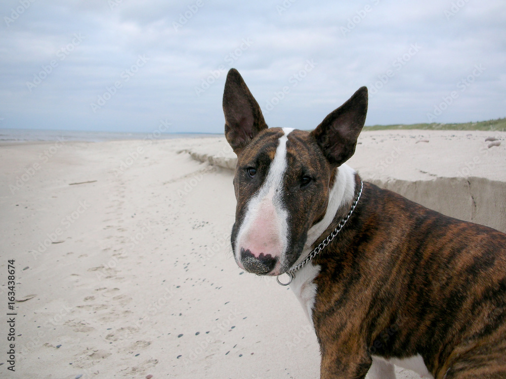 English bull terrier dog on the beach