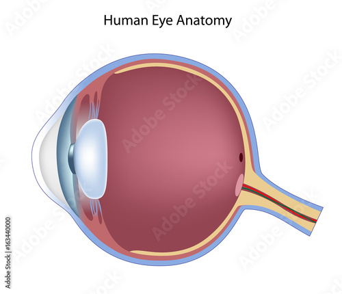 Anatomy of the eye, non-labeled Stock Illustration | Adobe Stock