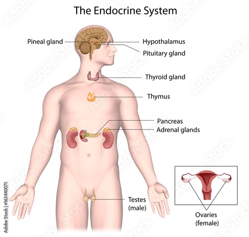 The endocrine system, labeled photo