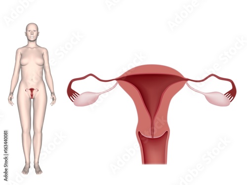 Female reproductive organs, unlabeled.  photo