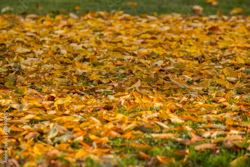 I colori delle foglie d'autunno