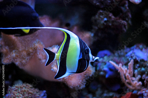 Foto Moorish Idol (Zanclus cornutus)