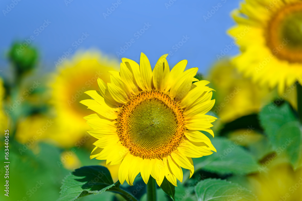 Field of flowering sunflowers