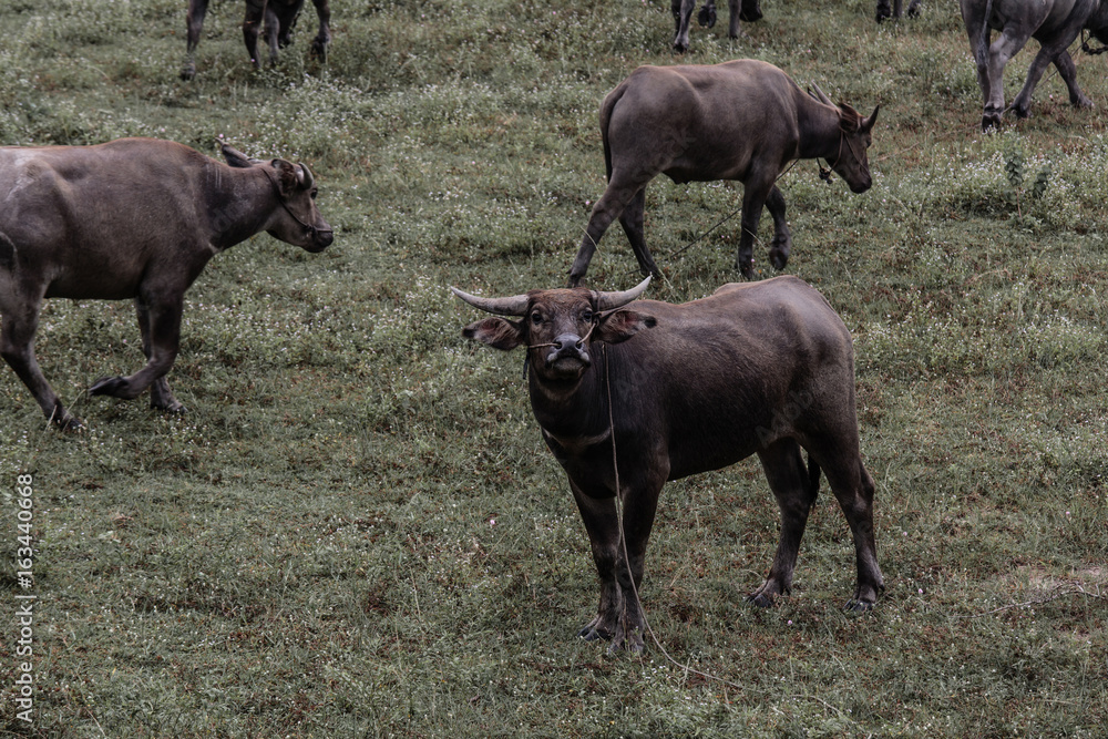 Fototapeta premium buffalo looking through the len, dark tone