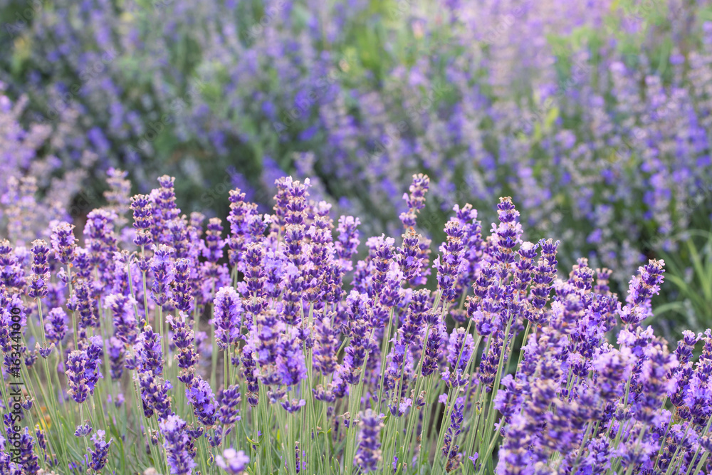 Fototapeta premium Lavender bushes in sunrise/sunset, close up