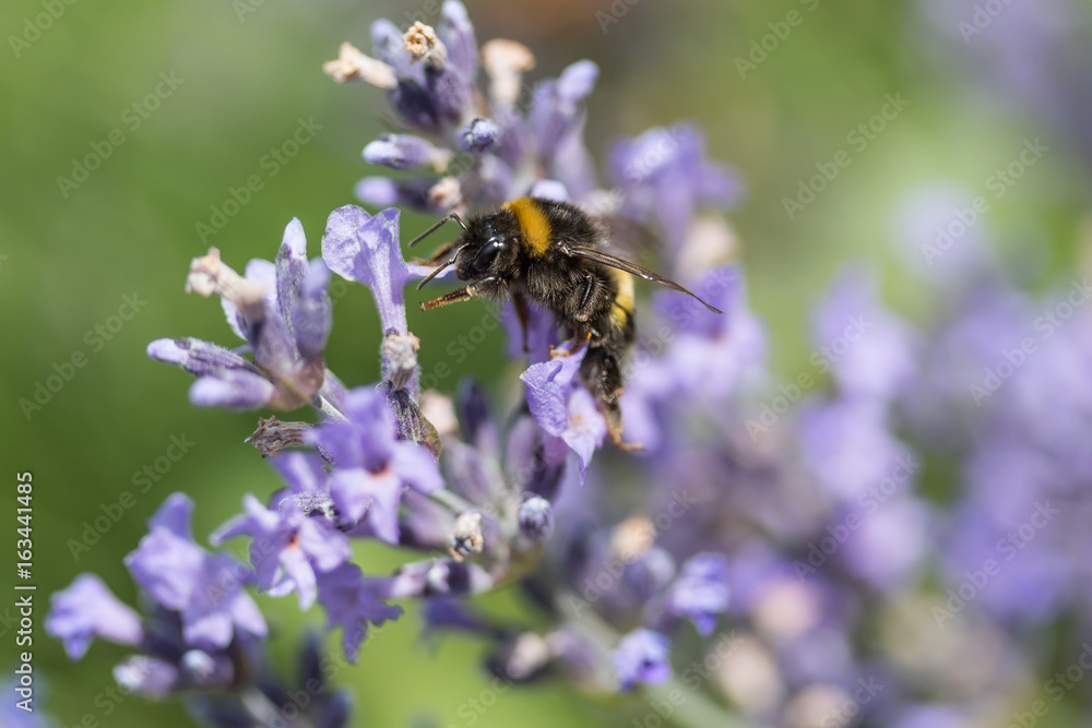 Closeup view of the bumble bee in motion on the lavender flower. Closeup view of the bumble bee in motion on the lavender flower.