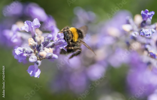 Bumble bee  with head in the lavender flower © frank11