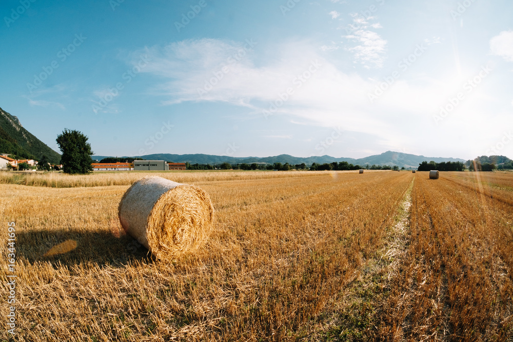 Field. On the field rolls with hay. The sun. Slovenia