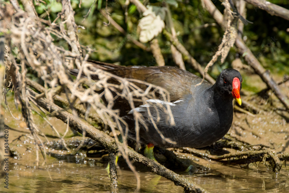 Natur, Tiere, Pflanzen, Wandern, Erlebnis, Alpen, Schwaben, Schwarzwald